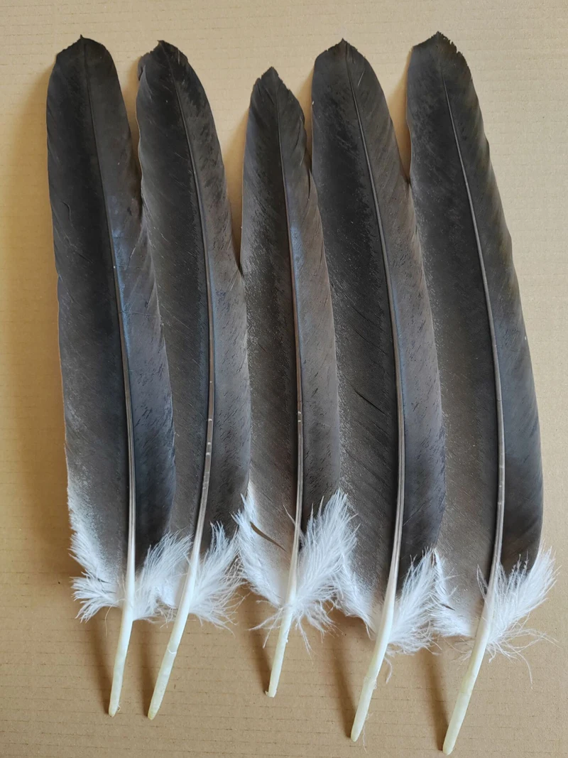

Natural Eagle Feathers,10Pieces,40-50cm Long, Large Eagle Round Quill Feathers for Stage Performance,Carnival Accessories