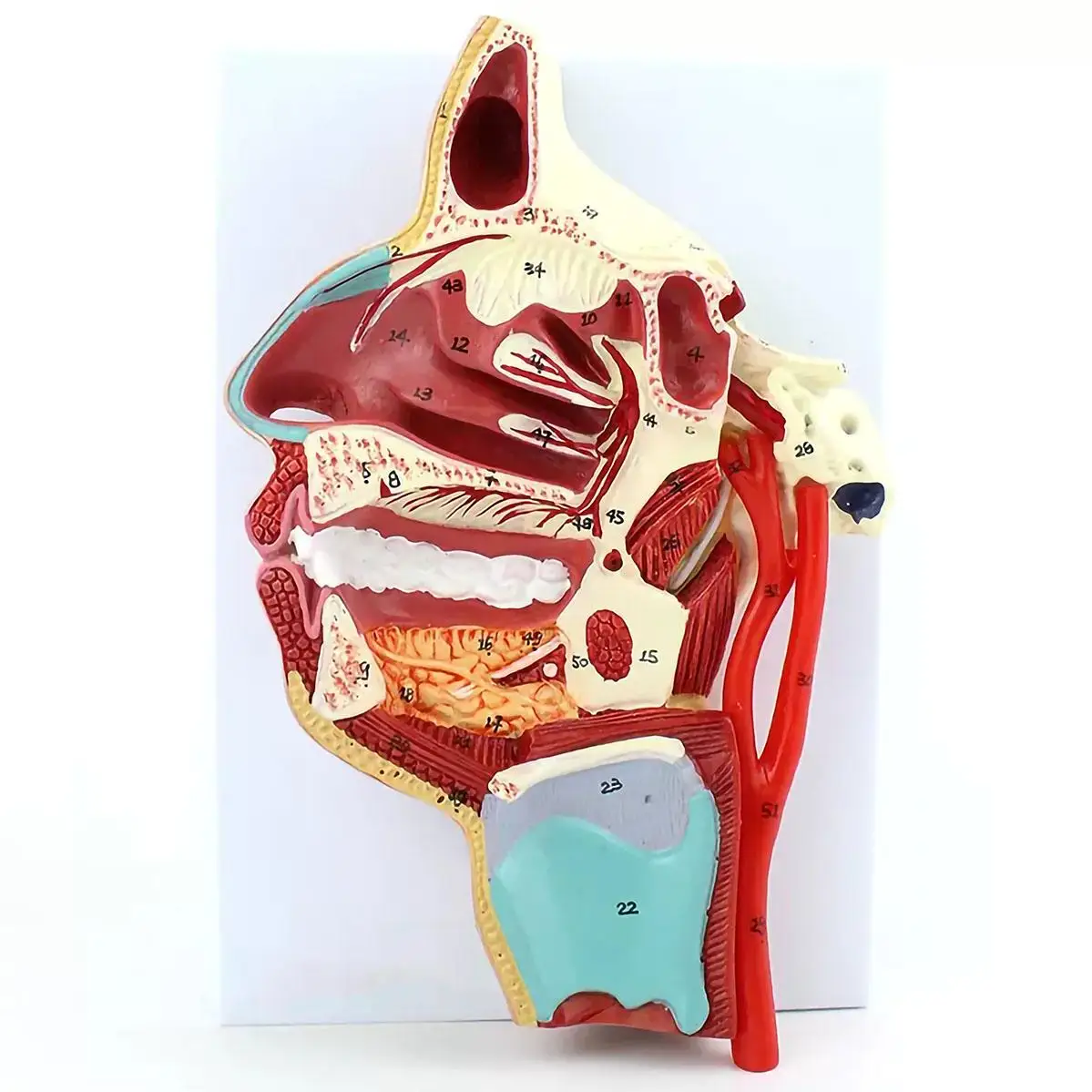 PVC Human Vascular Nerve in the Medial Surface of the Oral, Nose Throat Model Anatomical Models Teaching