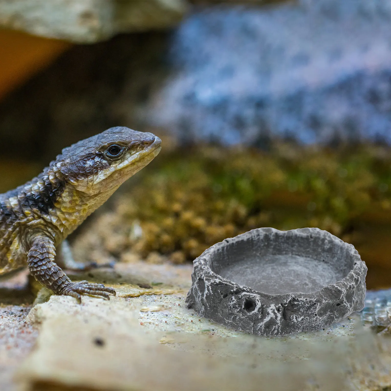 وعاء ماء للزواحف من الراتنج بن - مراجعة Water Dish Reptile وسعره