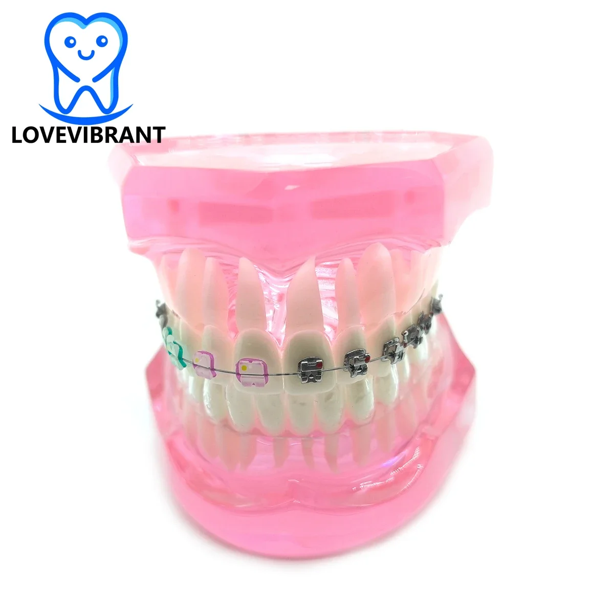 

Dental Teeth Model Dental Orthodontic Model with Metal and Ceramic Brackets for Student Learning Teaching Research Communication