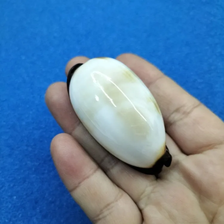 Natural Talpa Shell Seashell Rare Sea Shells Home Decoration Accessories Aquarium Decoration Shell Decoration Crafts Sea Shells