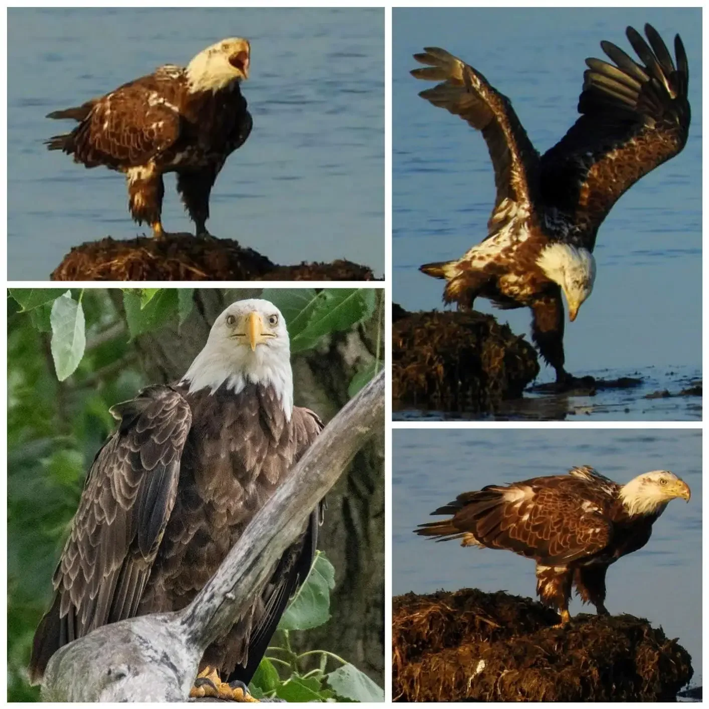 Lightdow سوبر تليفوتوغرافي عدسة تكبير يدوية 420-800 مللي متر F8.3-16 مع محول حلقة T2 RU USA ES تسليم المستودعات الخارجية