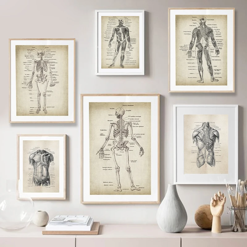 1PC  Human Anatomy Canvas Art Prints And Poster, Retro Anatomy Poster Canvas Painting Wall Art Picture Medical Doctor Clinic