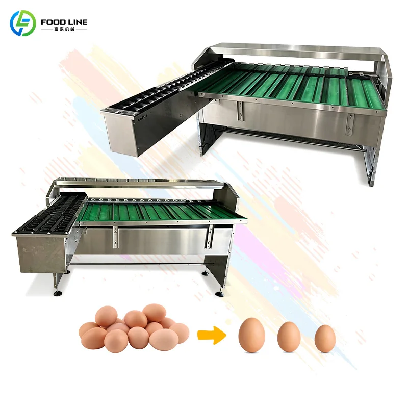 Automatic Egg Grader Fast Conveyor Belt Works With Sorting Machine To Boost Hourly Egg Output At Peak Farm Egg Harvest