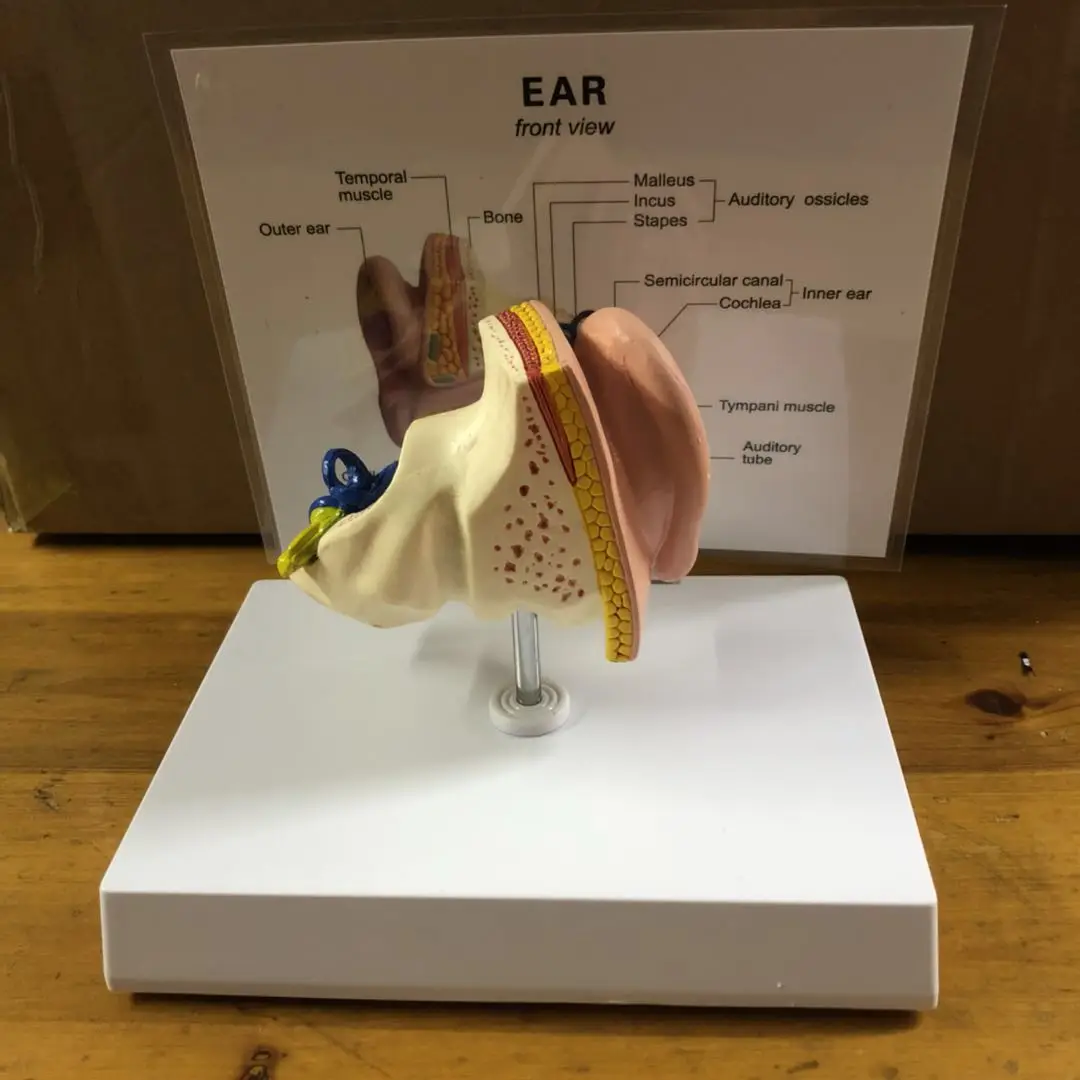 1:1 Life Size Human Ear Anatomical Model Outer Middle Inner Ear Structure Medical Teaching Education Model
