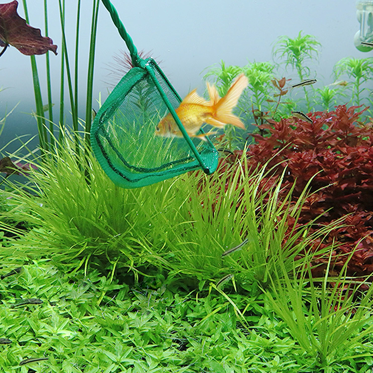 ตาข่ายจับปลาแบบพกพาสำหรับตู้ปล - Aquarium Fishland บทวิจารณ์และราคา