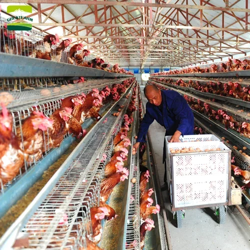 Animal Cages High Quality Automatic Hen House Poultry Farm Business Plan Chicken Coops