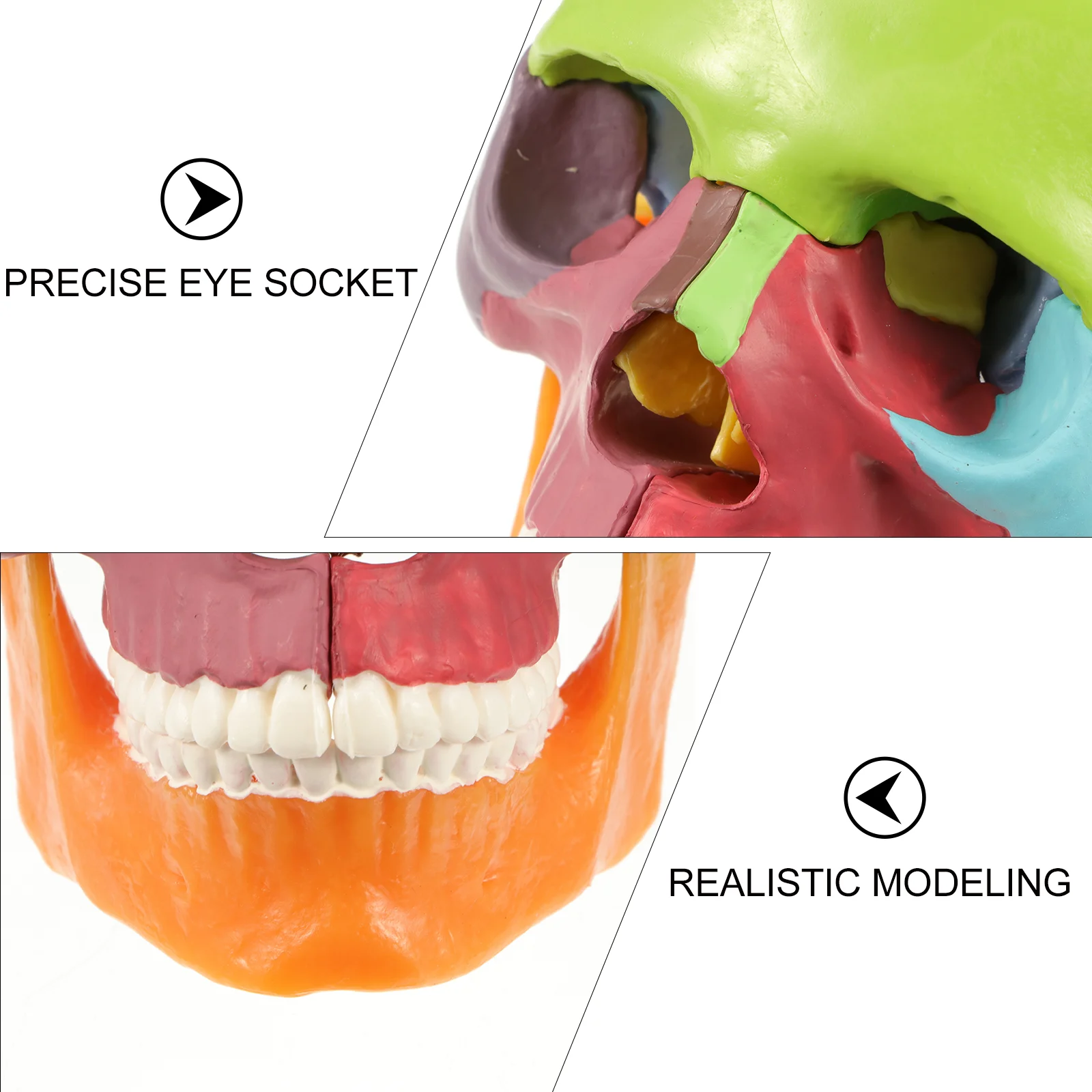 Medical Anatomical Skull Model Human Colored Head Skull Anatomical Model pvc skull shape ornament skull statue ornament