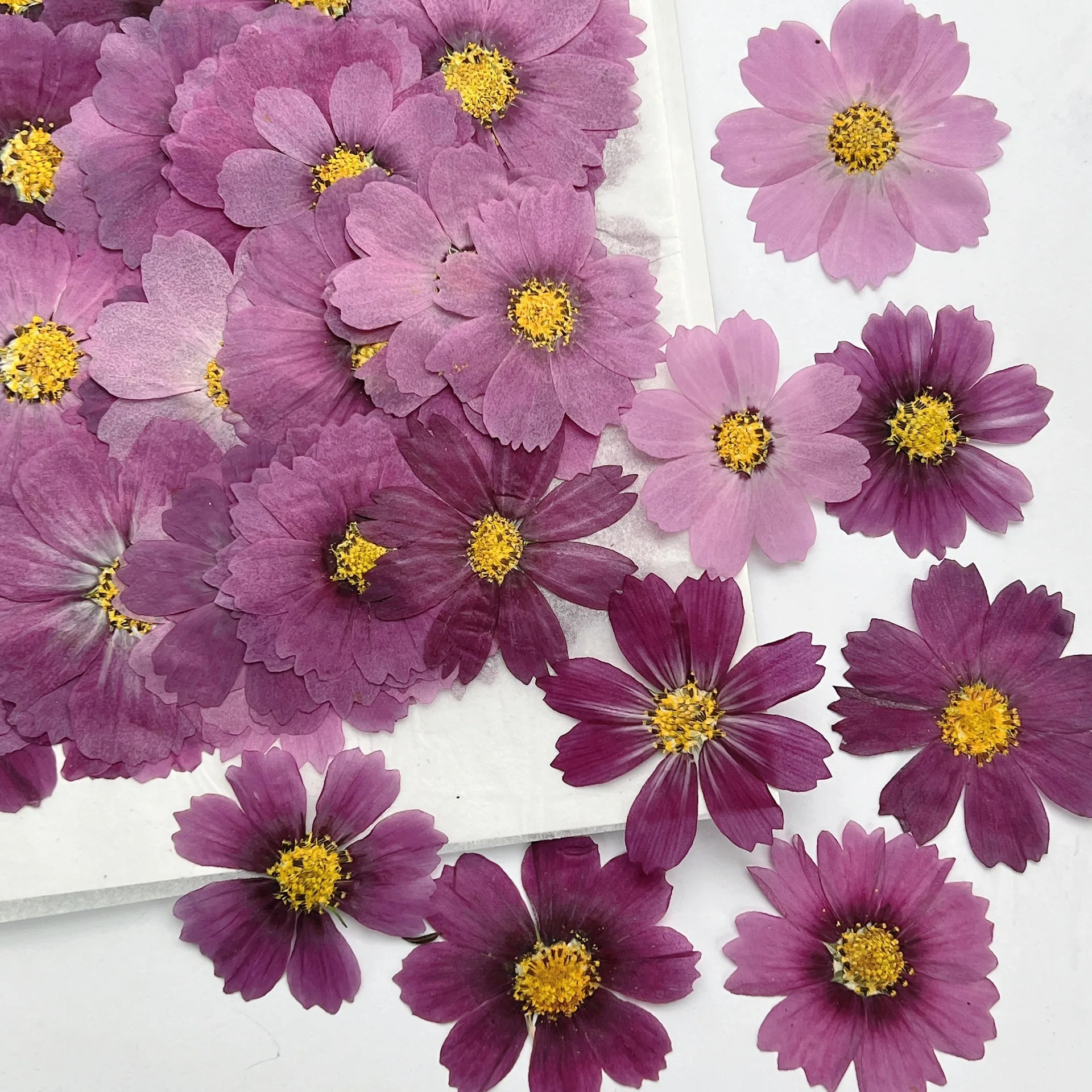 100Pcs Cosmos Dried Flower Pressed Plant Specimens Kidsren's Handmade Postcards Greeting Cards Bookmarks - view 3