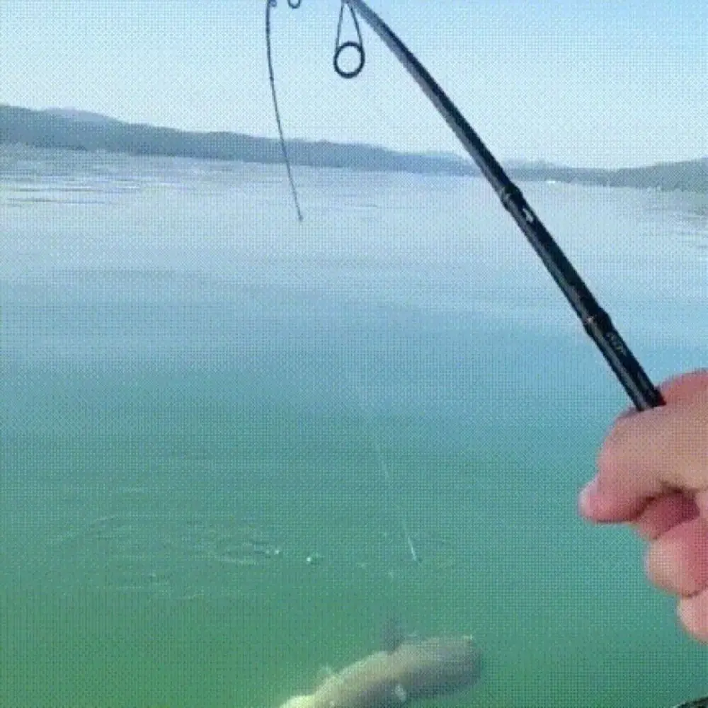 1/3 Uds. Señuelo de pesca concentrado, cebo Pop Ups de alto sabor a pescado con proteínas, comida para peces, carpa dorada, Tilapia, carpa cruciana