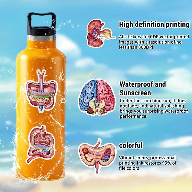 50PCS Human Body Organ Sticker - đánh giá và giá Pet Supplies In Bulk