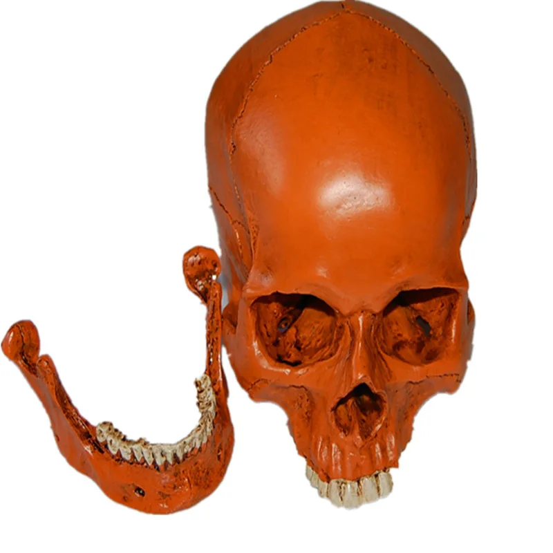 

Animal Model Collectible Halloween Ornament Wholesale Resin Skull Head