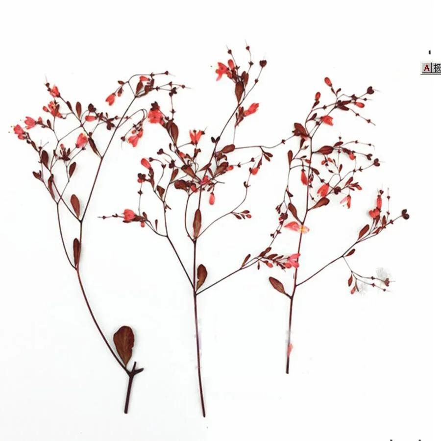 500pcs Dried Pressed Red Tang Songya Stalks Flower Plants Herbarium For Jewelry Postcard Phone Case Bookmark Invitation Card DIY