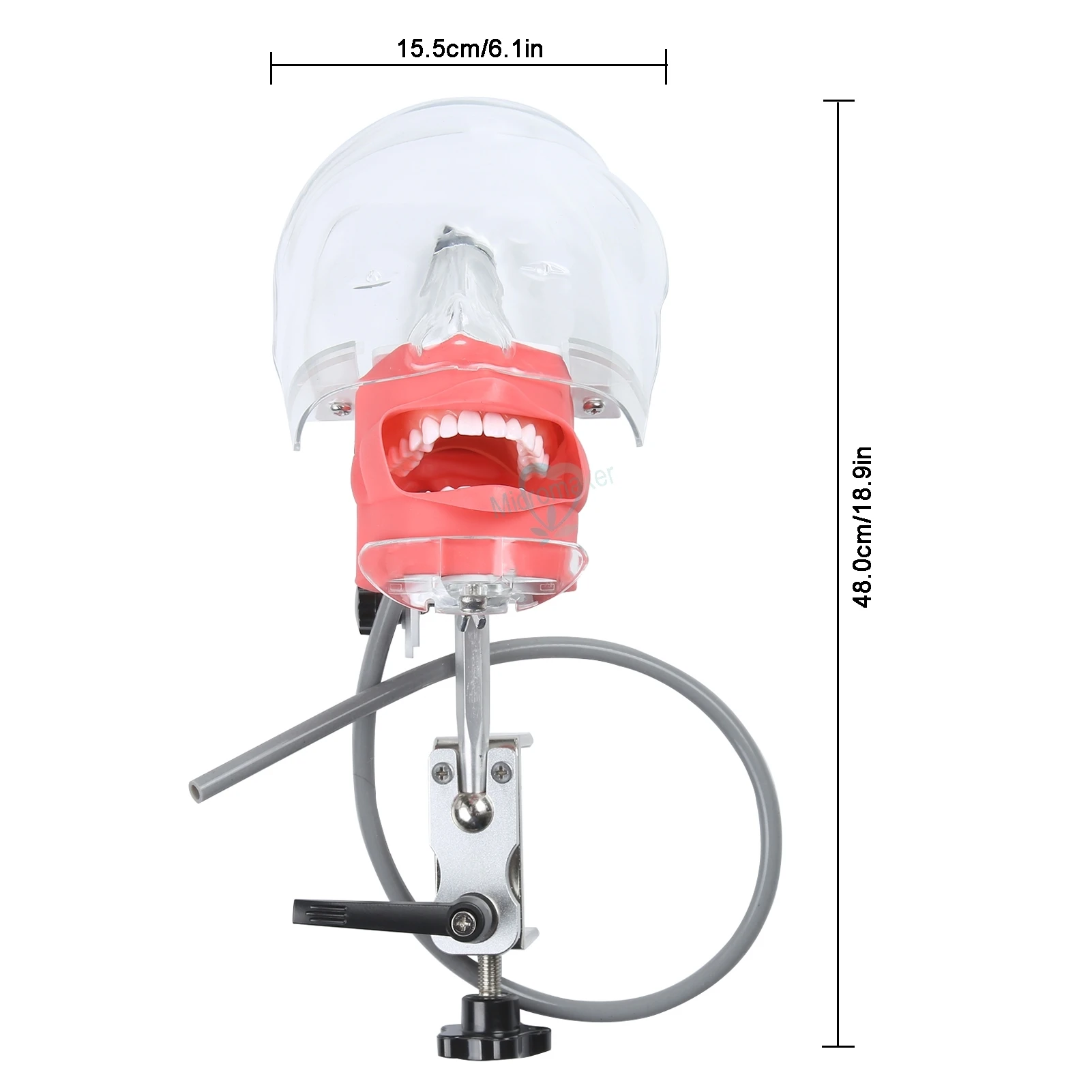 

New Dental Simulator Phantom Head for Dentist Education Dentist Teaching /Simple Head Model Phantom for Training Apparatu