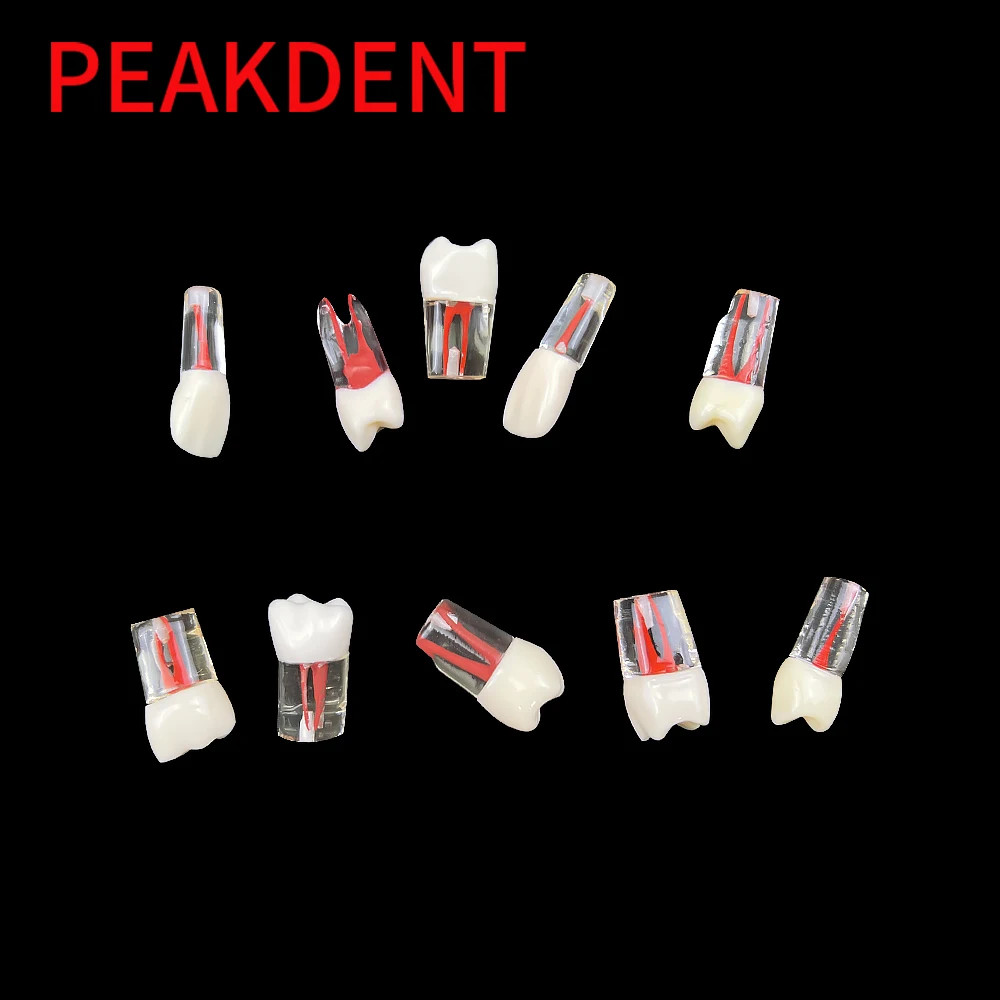 1pcs Dental Endo Teeth Model Root Canal Block Training Endodontic RCT Practice Pulp Resin Tooth  Dentistry Lab Teaching Model