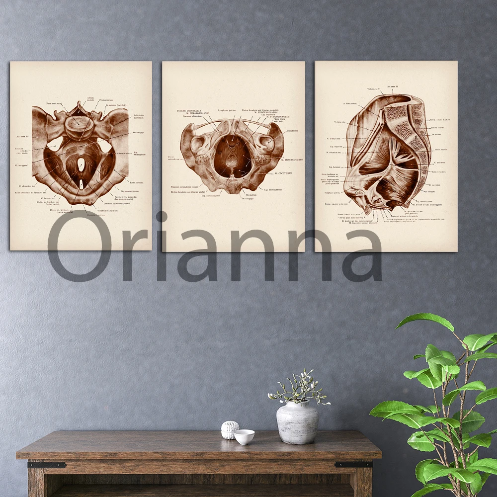 

Canvas Paintings Anatomical Female Pelvis Vintage Gynecologist Gift Picture Hd Print Poster Home Decor Wall Art Caring For Women