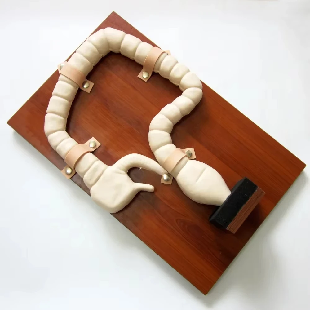 Intestinal Simulator Rectum and Colon Anatomy Model
