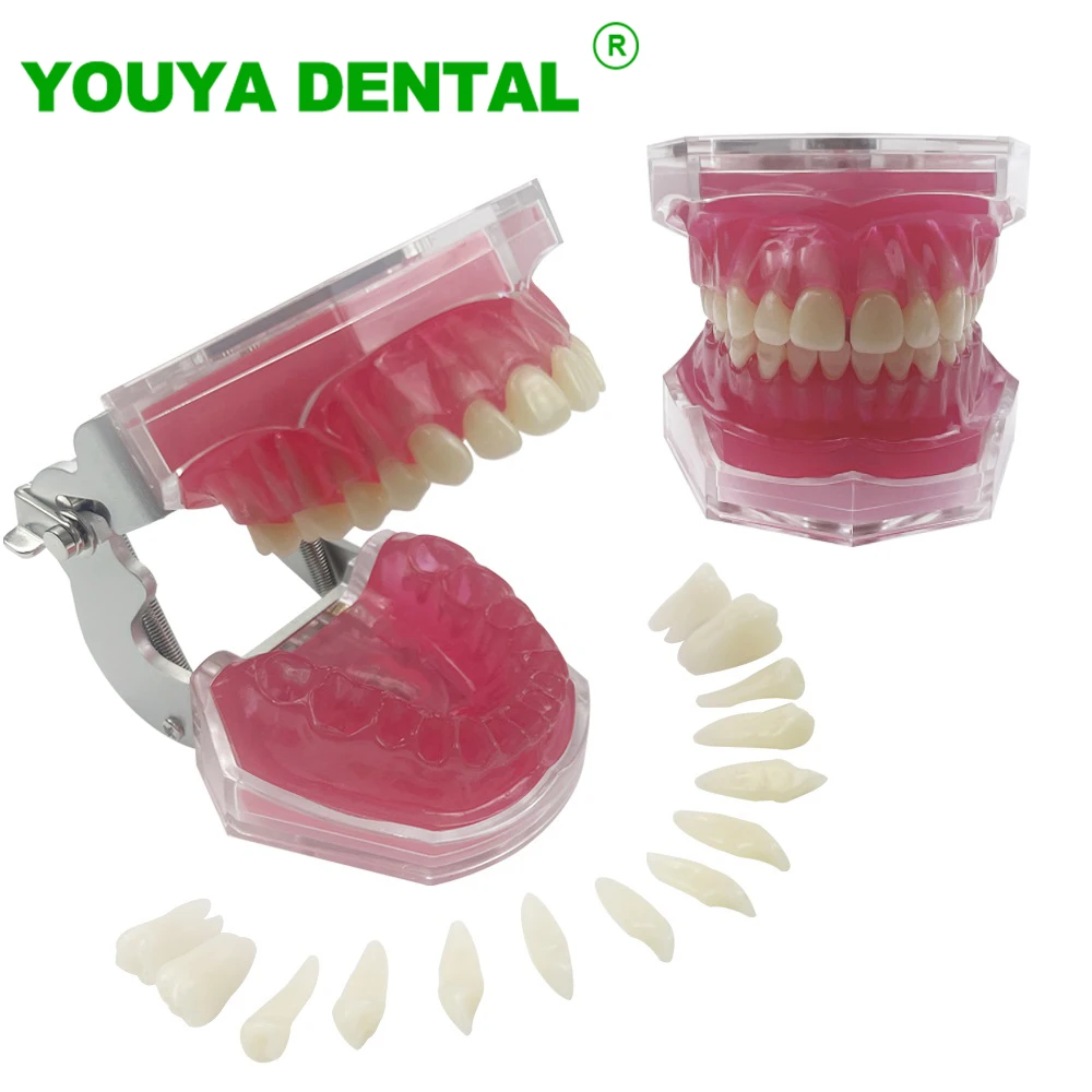 Dental Study Teaching Model Standard Model Removable Teeth Soft Gum Typodont Model Tooth Extraction Practice demonstration Model