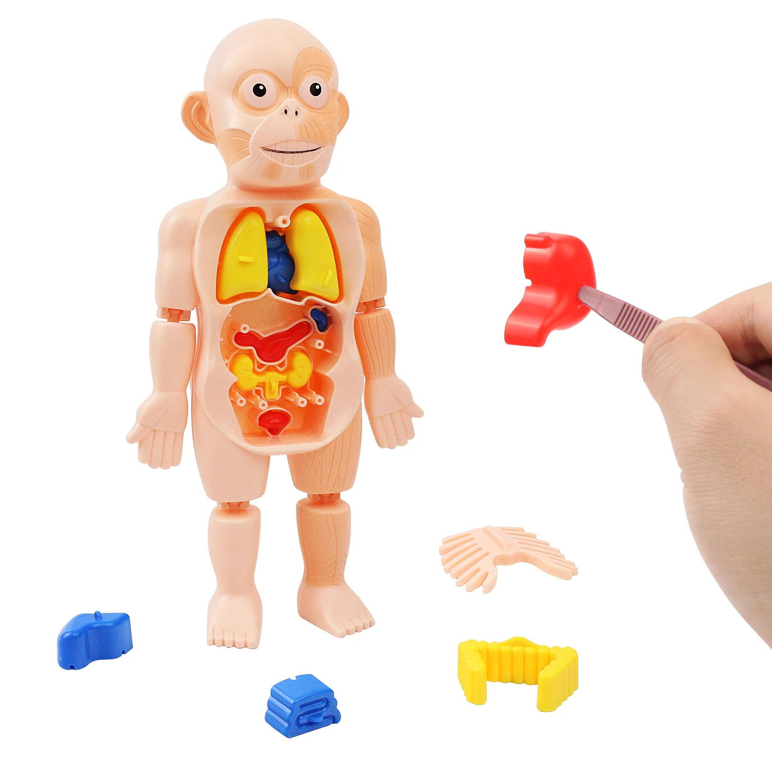 

Science and education human body model assembly structure, bone organ skeleton, early education children's puzzle toys