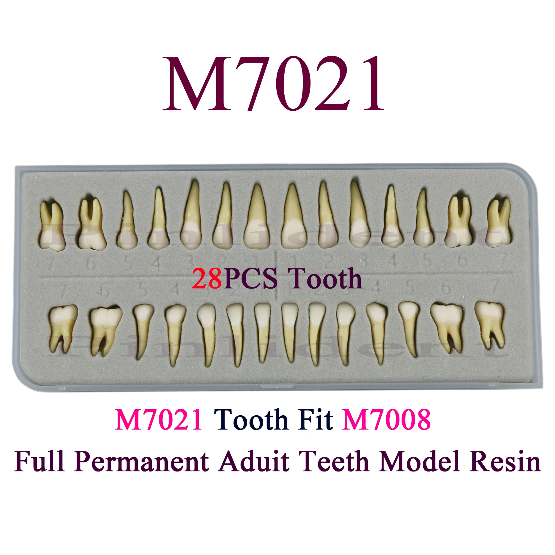 Dental Teeth Model 28PCS Resin Teeth Pellets All Permanent Teeth Adult Dental Teaching Learning Practice Demonstration M7021