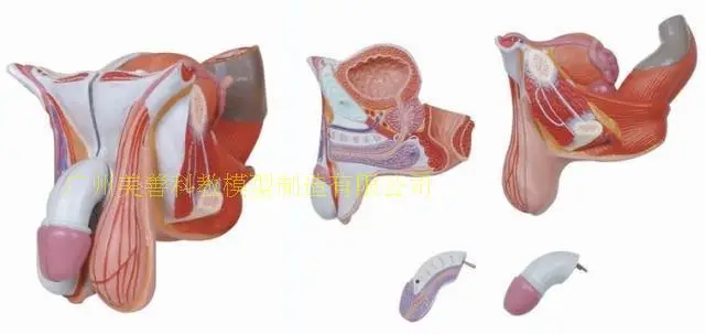 4parts 1:1 Life-sized Human Male Female Anatomy  Internal External Reproductive Organs Urinary System Model Andrology  Structure