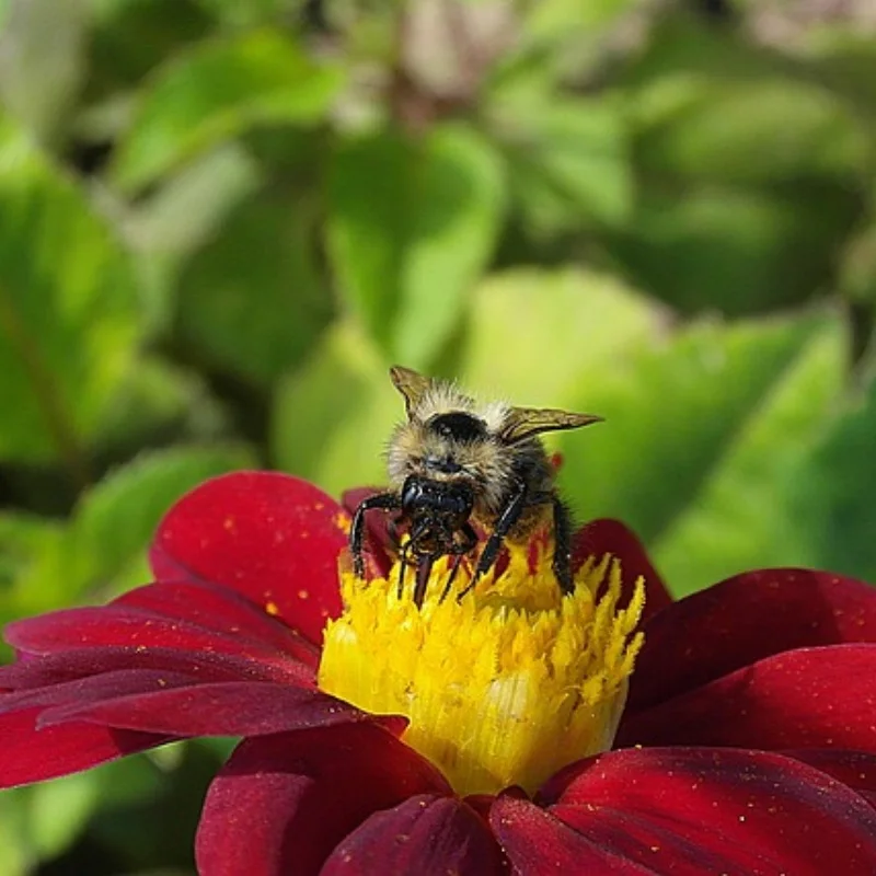 

4 шт. 100 мм 1/7 1/8 RC раллийные внедорожные багги шины колеса 17 мм шестигранные для ARRMA Trxs Redcat Team Losi Kyosho HPI WR8 HSP RC Car