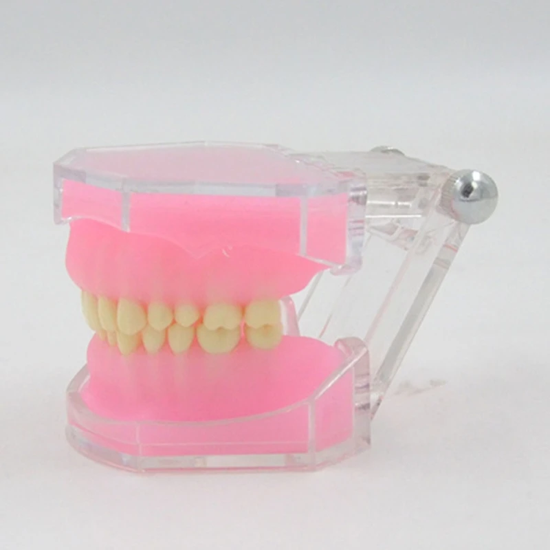 

448F Dental Typodont Teeth Model Teaching Tool Completely Detachable Teeth Model Gift