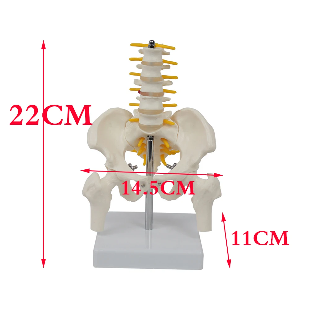 Modelo de columna vertebral de PVC para ortopedia, pélvico humano con cinco vértebras lumbares y férula, modelo de columna vertebral, modelo de