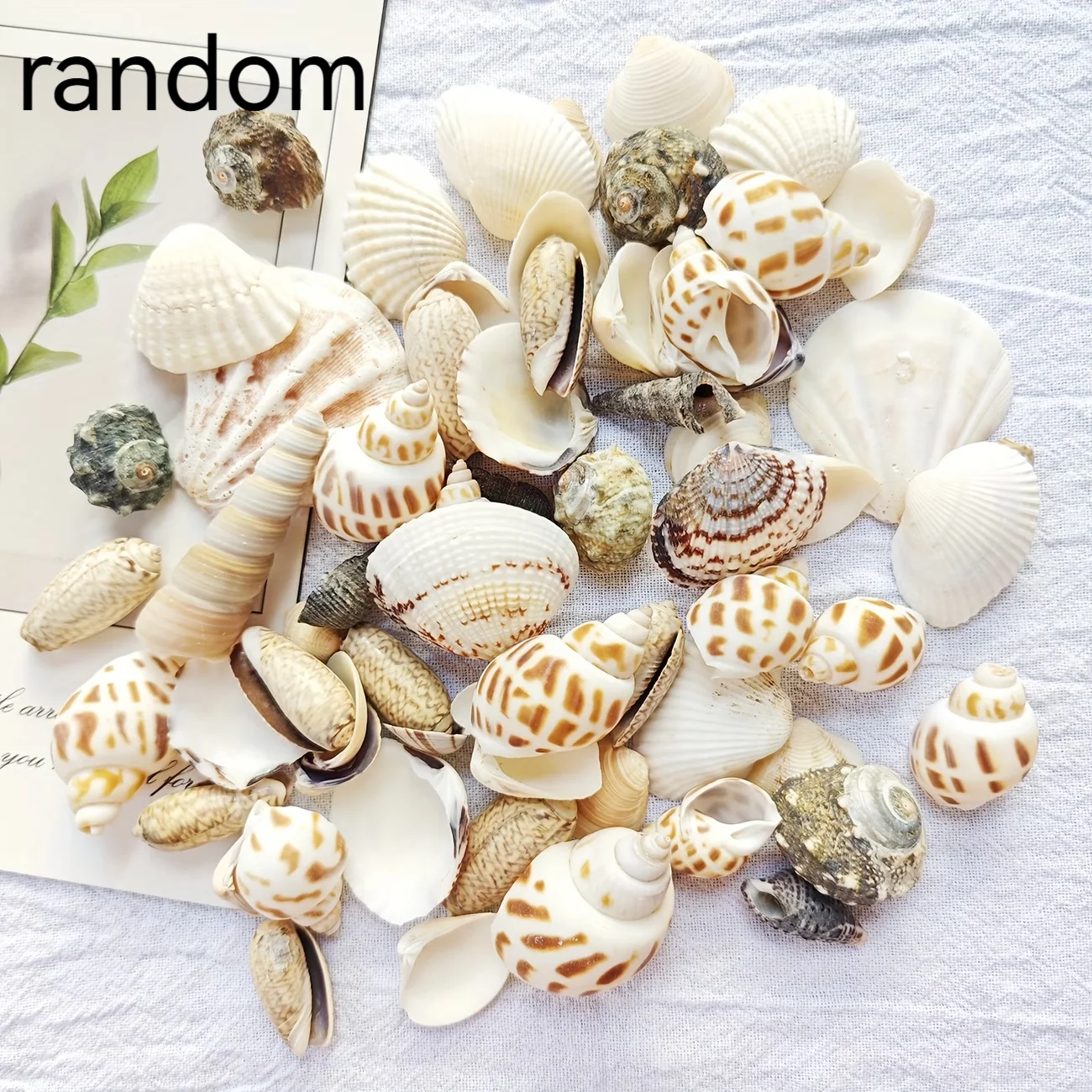 100g Meereswind-Muschelmix, Einzigartige Vielfalt an Schneckenschalen, Geeignet für Bodendekoration, Dekorative Muscheln für Aquarien – Detail 6