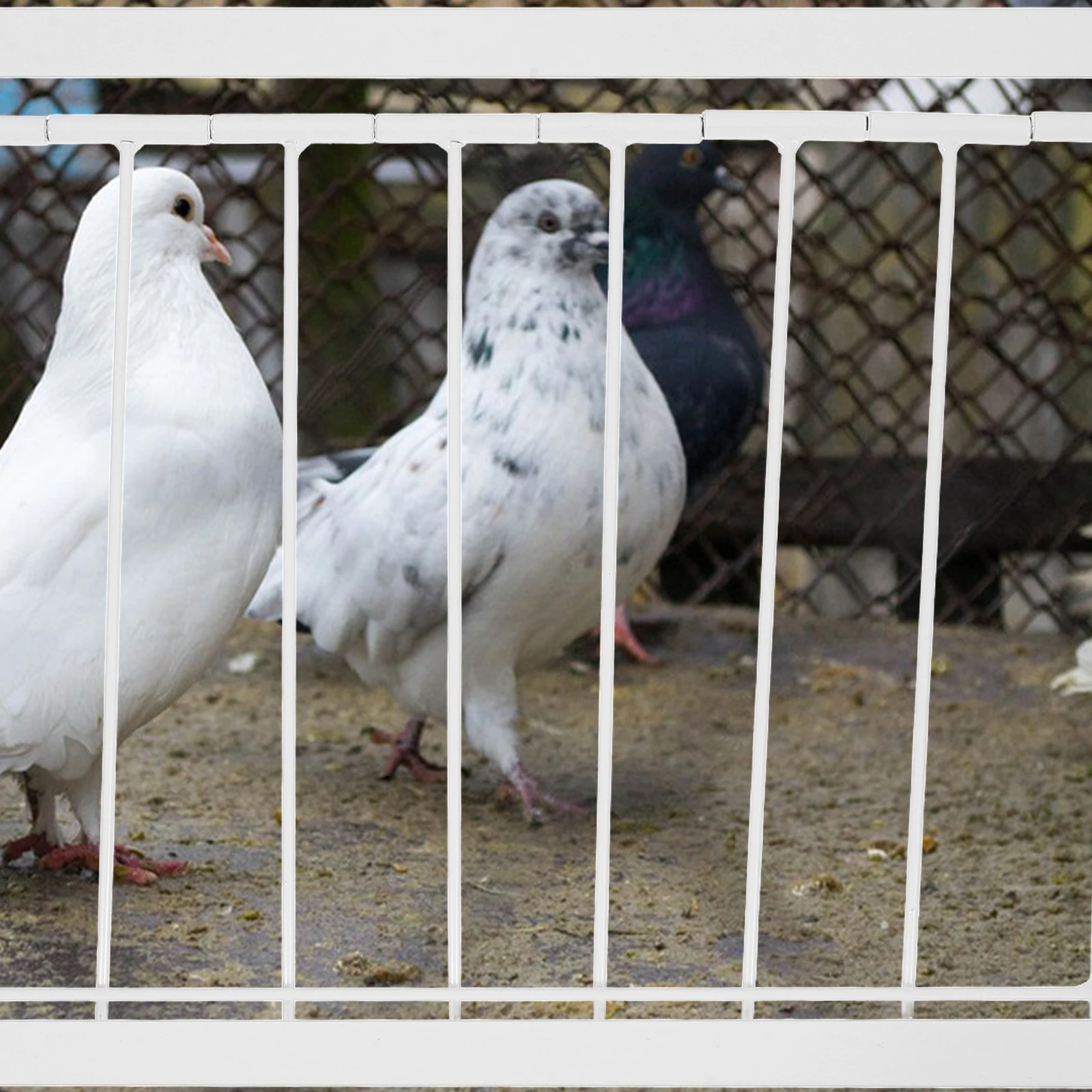 

Pigeon Cage Door 40x26cm White Iron High Quality Stability Easy Installation Homing Entrance Pet Travel