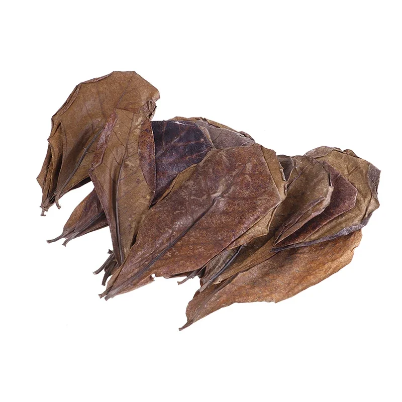 

20pcs Natural Leaves Almond Tree Indian Almond Tree Olive Leaf For Aquarium Water To Balance Ph Acidity 2021 New Pet