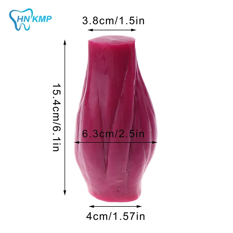 

1 lb Silicone Muscle Model Realistic Human Body Replica No Base Teaching Display Educational Medical Tool Safe