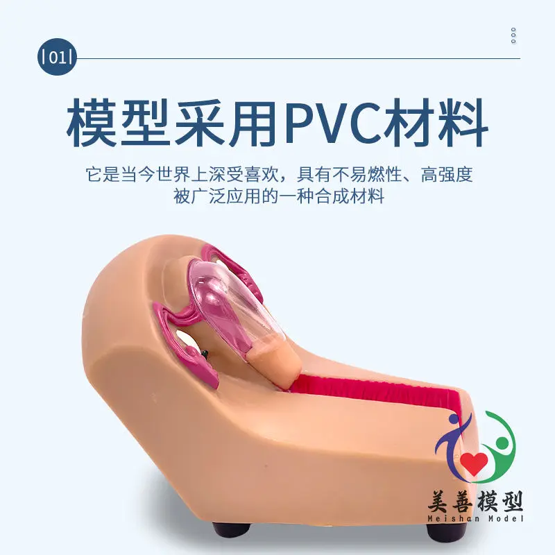 Female Intrauterine Device And Training Model, Female Contraceptive Guidance Teaching Model, Family Planning Education Model