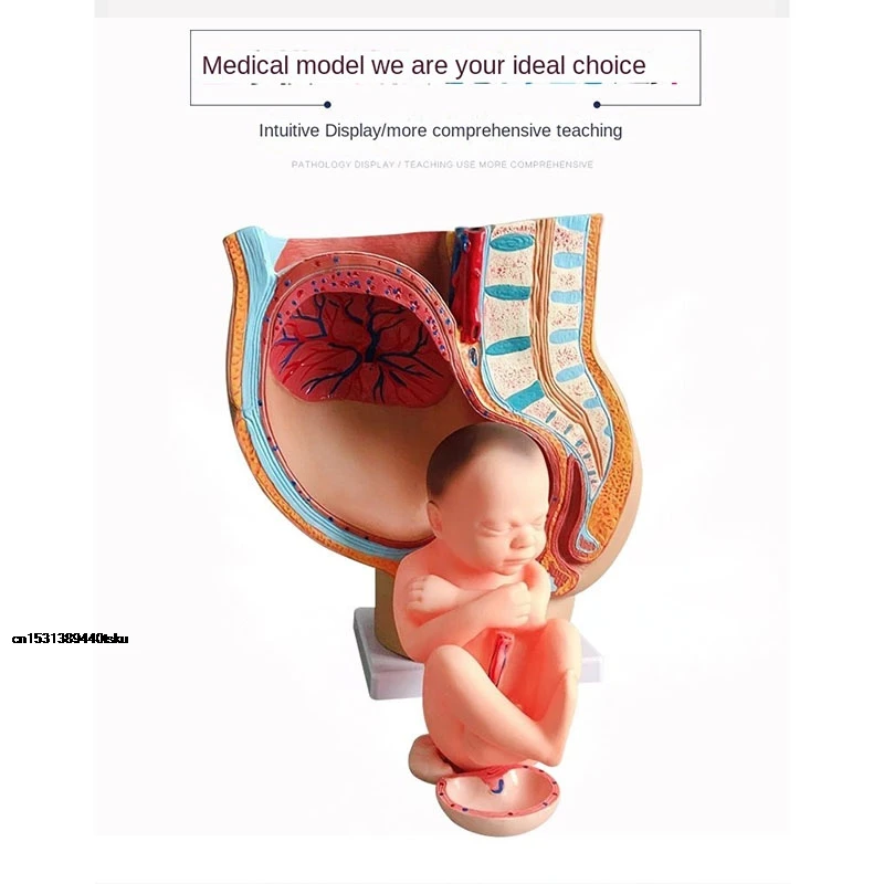 

DiscountTeaching Model Human Pregnancy Fetal Development 9Th Month Embryonic Pelvic Model Fetal Fetal Pregnancy ANEW
