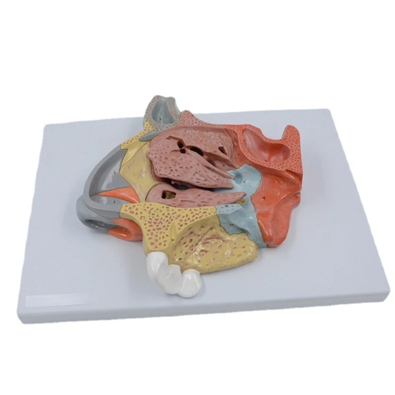 

Edlarged Nasal Cavity Model Human Nose Organ Anatomy Model for Classroom Science Teaching Study Display Supplies