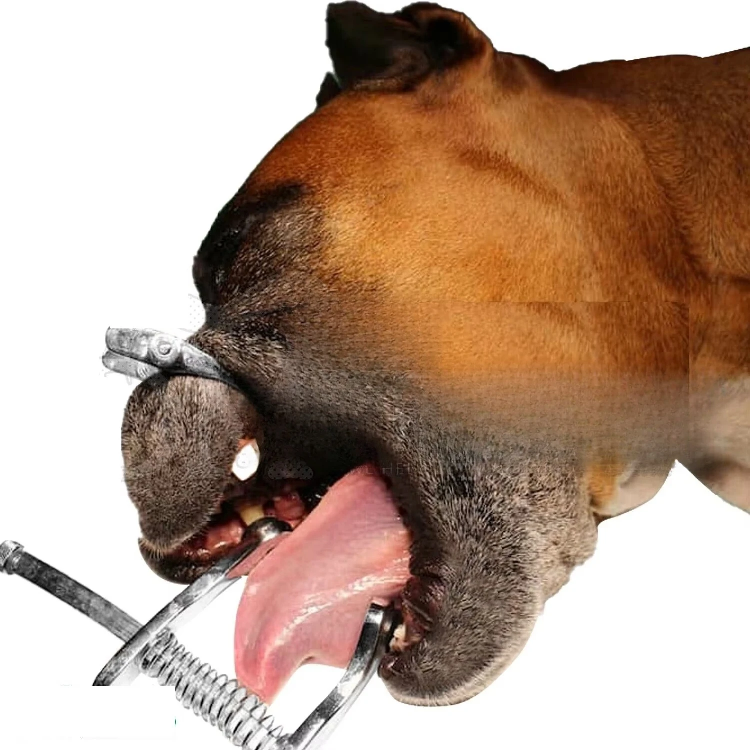 3pcs/set Canine Mouth Gag Surgery Dogs Cats Mouth Opener Dental Mouth Retractors Small Animal Dentistry Veterinary Instrument