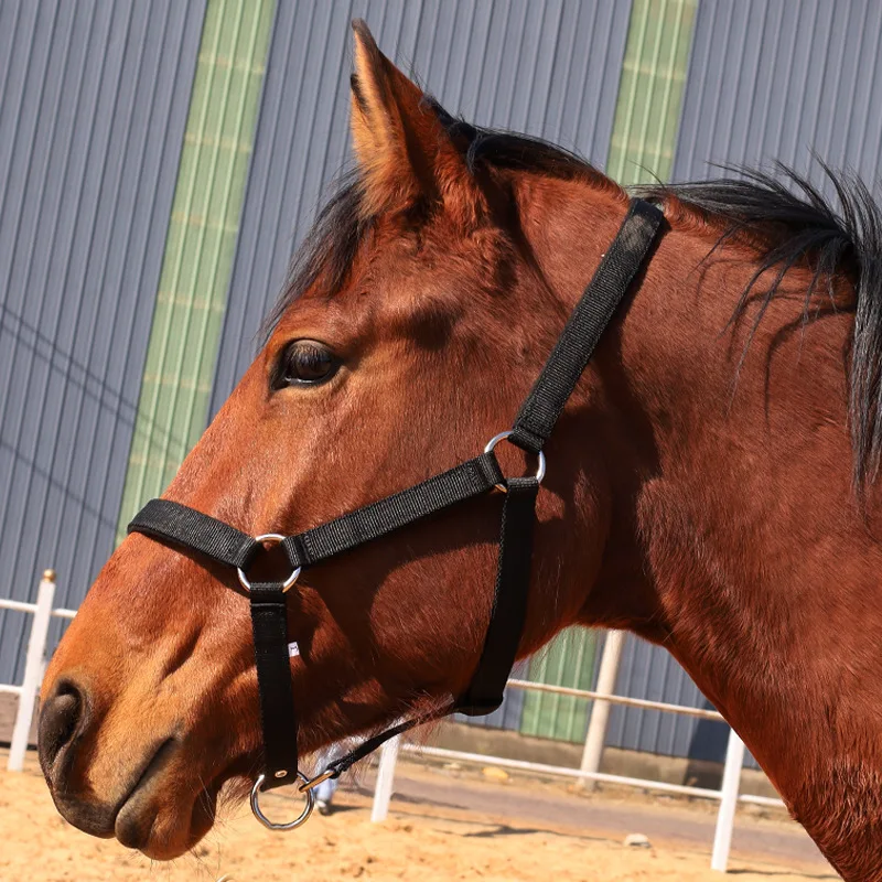 Equestrian Supplies Horse Halter Cover Equestrian Products Horse Halter Lead Halter for Horse Leading and Daily Care