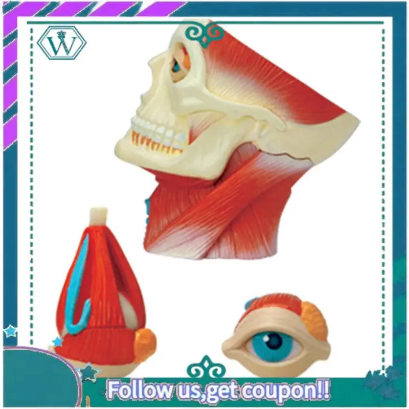 

A75Q--Torso Human Body Model Education Head Muscles Nerve Organs Model For Student Teaching Study Assembling Model