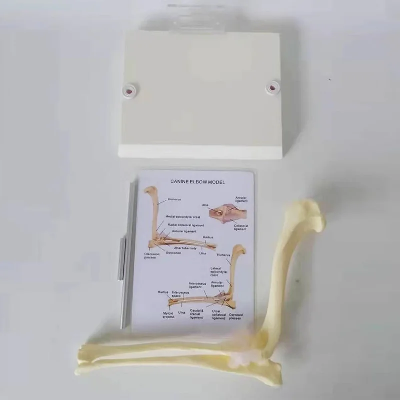 Dog Canine Elbow Joint Model Veterinary Teaching Research Animal Skeleton Anatomy Model Display