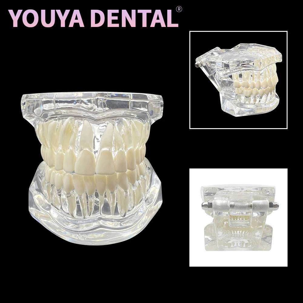 1Pcs Transparent Standard Tooth Model Adult Normal Tooth Model Typodont Jaw Model For Dentist Demonstration Training Education