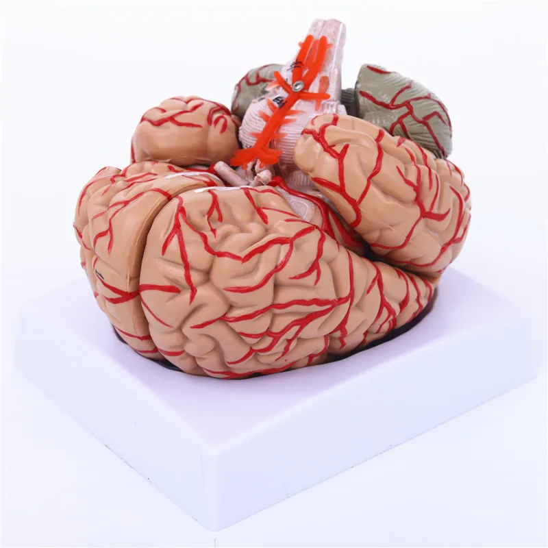 Detachable Enlarged Human Brain Structure Model Digital Cerebral Vascular Anatomy Teaching Model