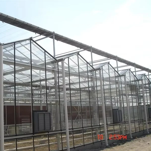 

Customized greenhouseAutomated Glass Greenhouses for High-Yield Tomato Farming Grow