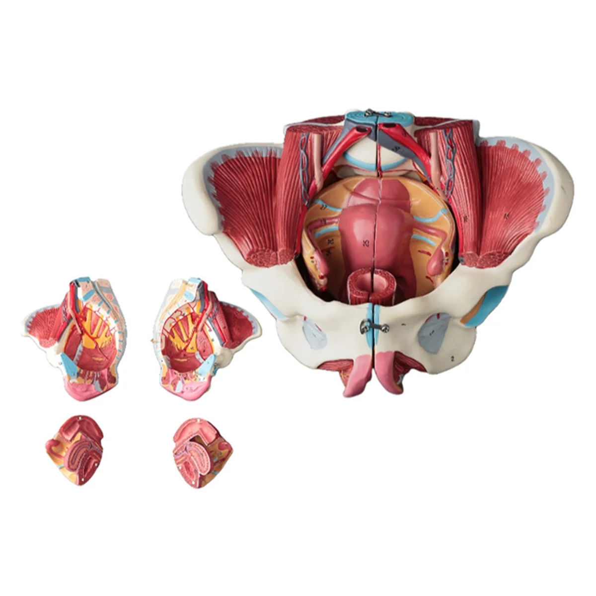 

Disassembled Female Pelvis Anatomy Model PVC Female Pelvis with Floor Muscle,Nerves Model Lab Supplies,Uterine Pelvic