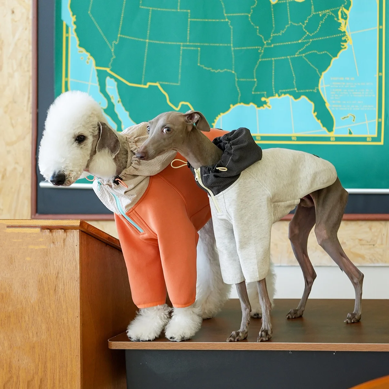 Ropa para perros Sudadera gris de invierno suave y esponjosa de algodón de algodón de aire cálido para Bedlington Chaqueta con capucha con cremallera de dos patas naranja de otoño para galgo italiano Moda amarilla Mang