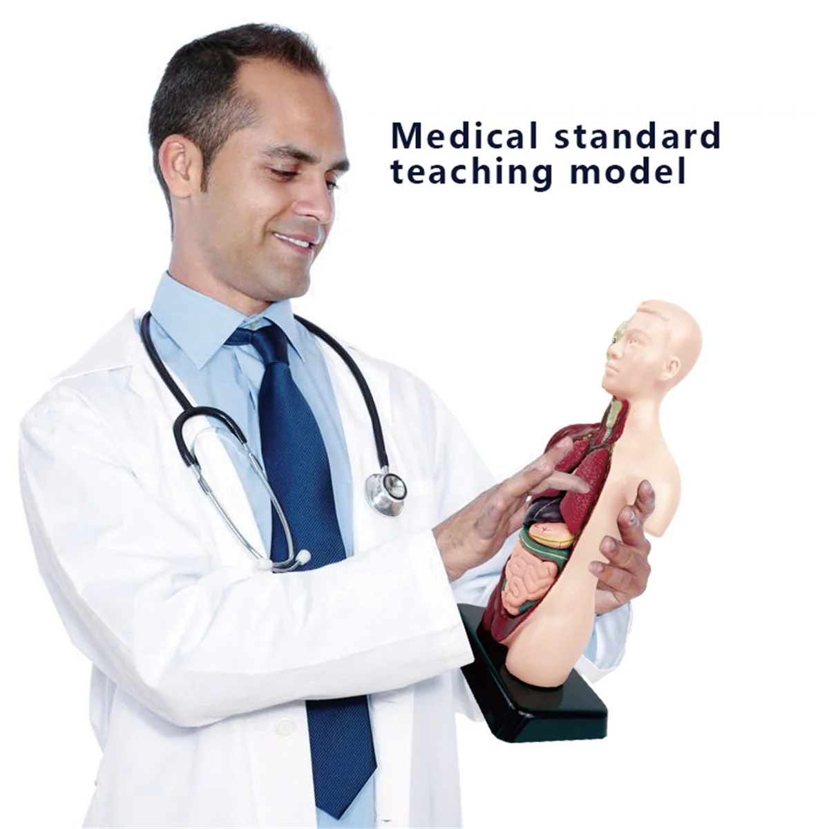 

Super hot y Model with 7 Removable Organ Models,Educational Organ Anatomy Model for Biological Science Learnin