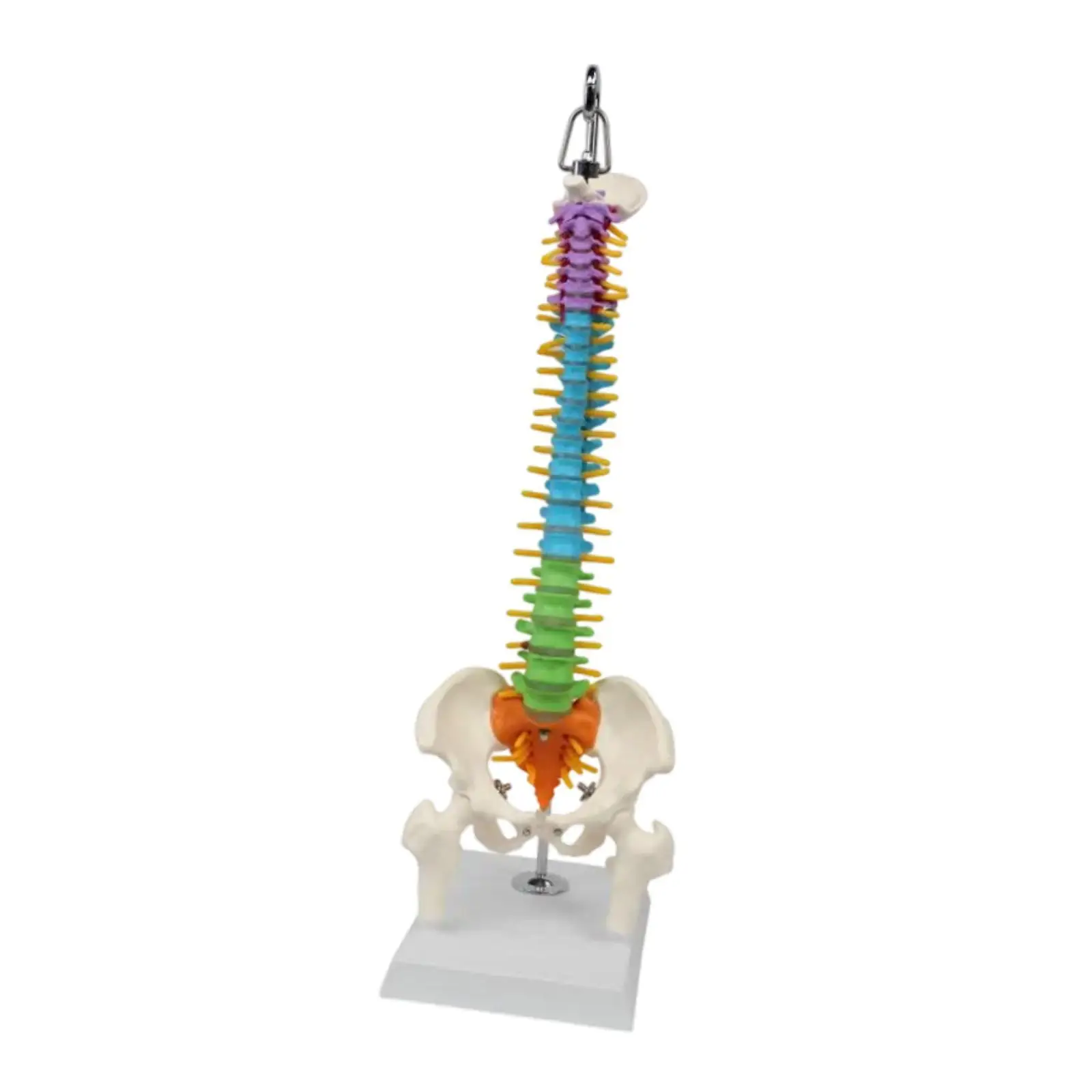 

Human Spine Model Wear Resistant Convenient Collection Practical Easy to Use Anatomy Model Colored for Instruction Presentation
