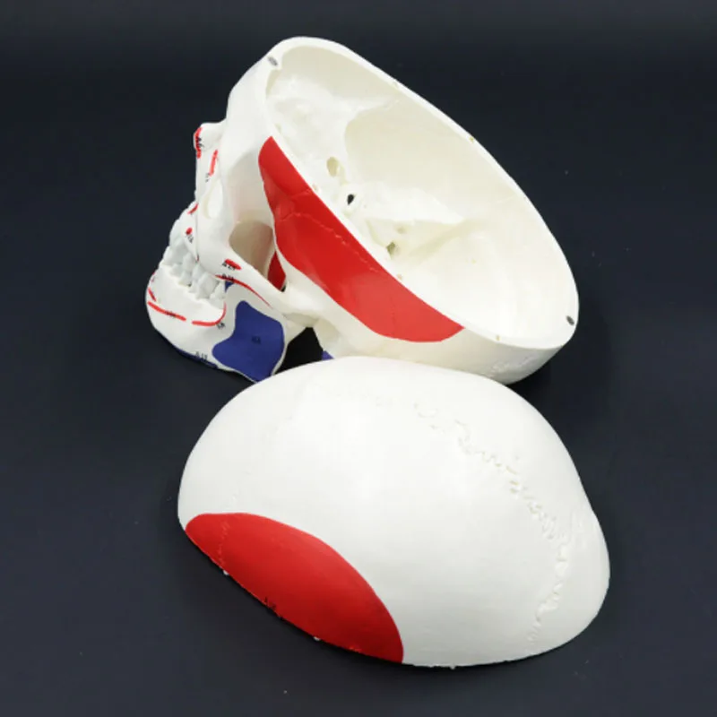 DARHMMY 1:1 Modelo de Crânio Muscular Destacável A Anatomia do Crânio