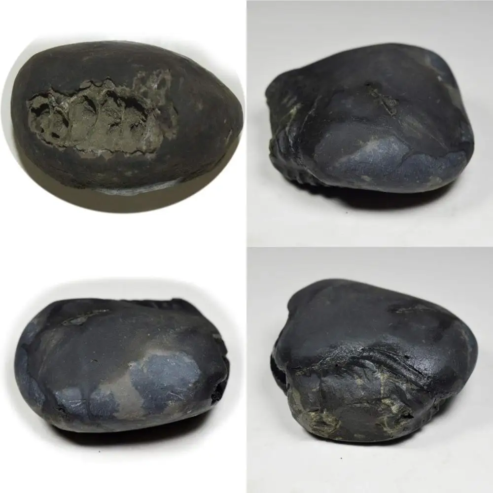 

Оптовая продажа высококачественного 55-каратного шелуграммного камня от Gandaki River, Nepal - Lord Vishnu Fossil, класс A+, подлинного духовного Ge