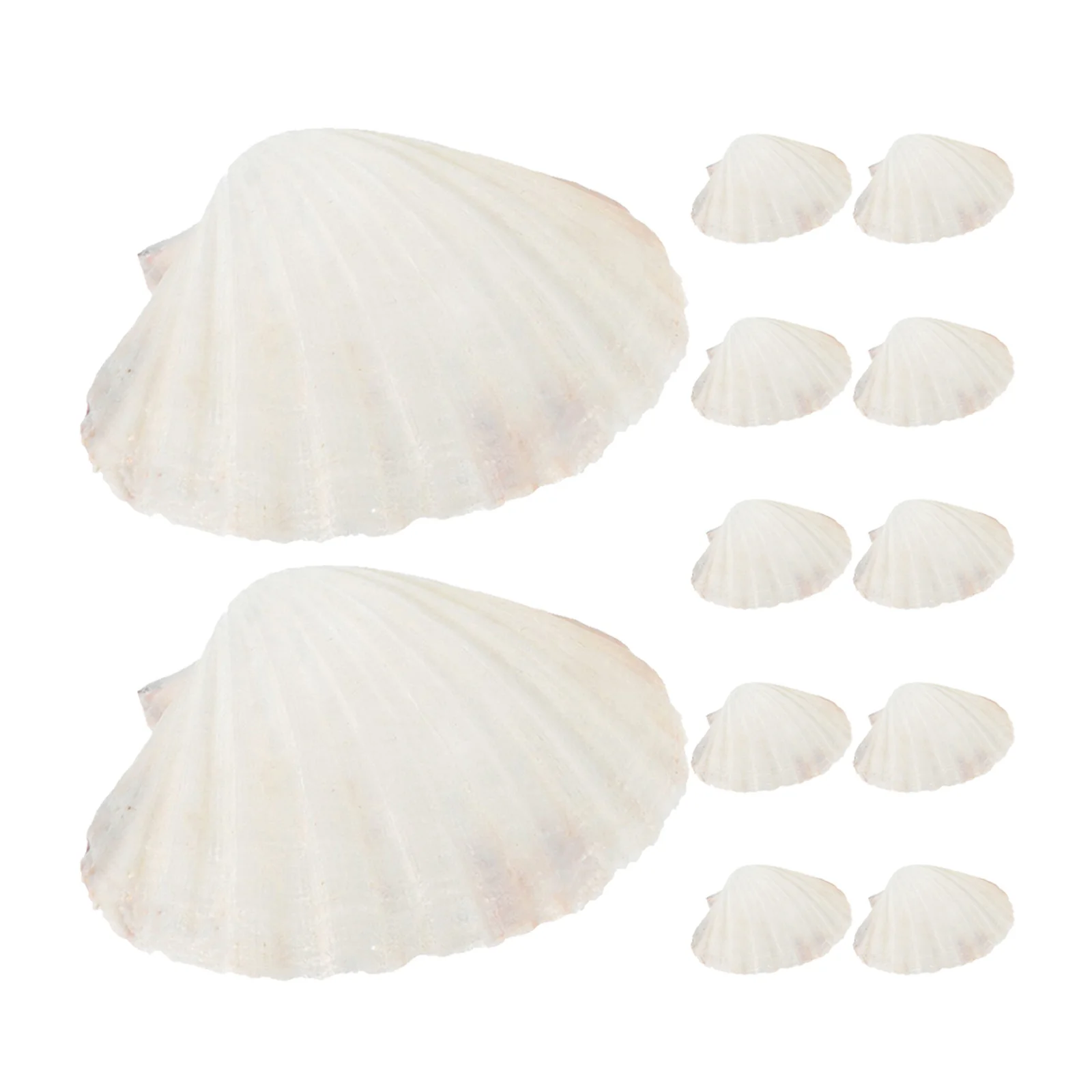 

20Pcs Natural Seashells Scallop Shells Versatile for Baking Serving Bbq Seafood DIY Craft Beach Tableware Sea Shells