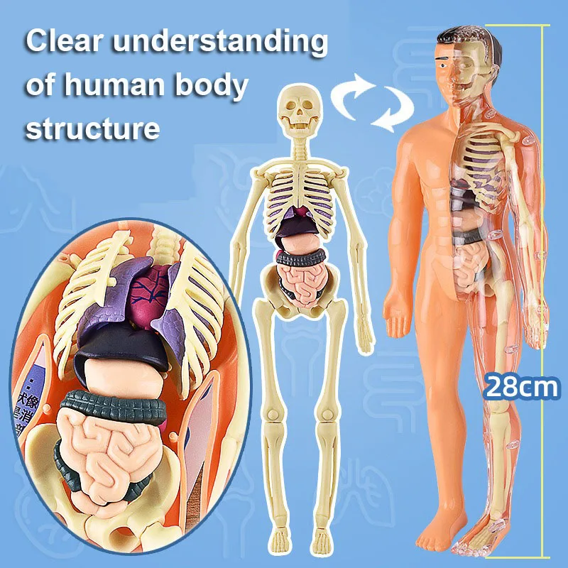 3D Montessori Puzzle Mannequin Human Anatomy Model Children\'s Learning Organs Toys Educational  Skeleton Anatomical Model